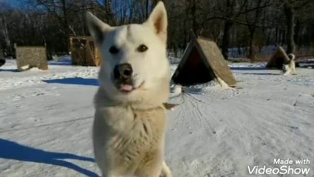Воин святой Руси-новая порода собак смотреть онлайн