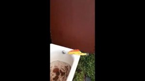 Средство для чистки ванны и воды. Отзывы на Полисепт