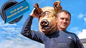 Что делать если у свиноматки нет молока.