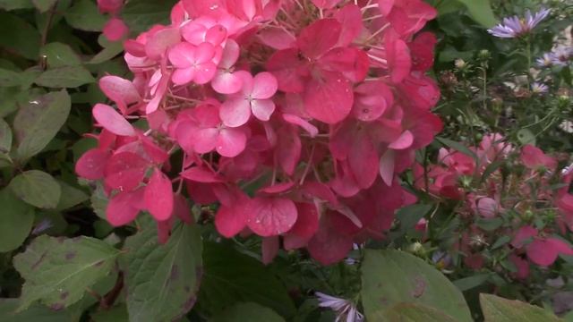 Сравнительный анализ по интенсивности окрашивания. Самарская Лидия и Даймонд Руж. смотреть онлайн