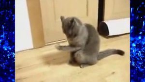 кот молится rjn