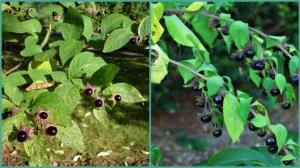 БЕЛЛАДОННА или красавка.  Полезные свойства трав.