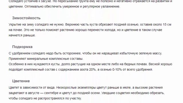 Солидаго Красивые растения для дома и сада