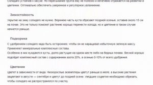 Солидаго Красивые растения для дома и сада