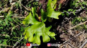 BERBURU TANAMAN HIAS DI HUTAN KALIMANTAN BARAT | TANDUK RUSA DAN KELADI HUTAN YG LAGI VIRAL