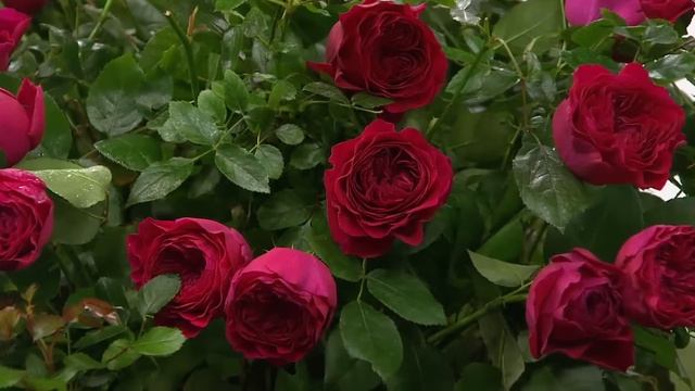 Cottage Farms 3-piece Veranda Rose Collection with Stacey Stauffer смотреть онлайн