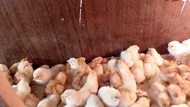 Итоги замороженных яиц смотреть онлайн