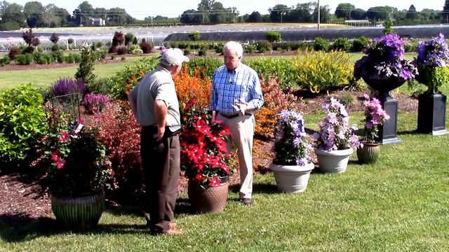 Growing clematis in pots and containers, Raymond Evison® Clematis by Overdevest Nurseries смотреть онлайн