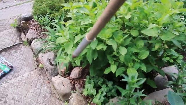 ПРАВИЛО ПОДКОРМКИ рододендронов и гортензий-2023 смотреть онлайн