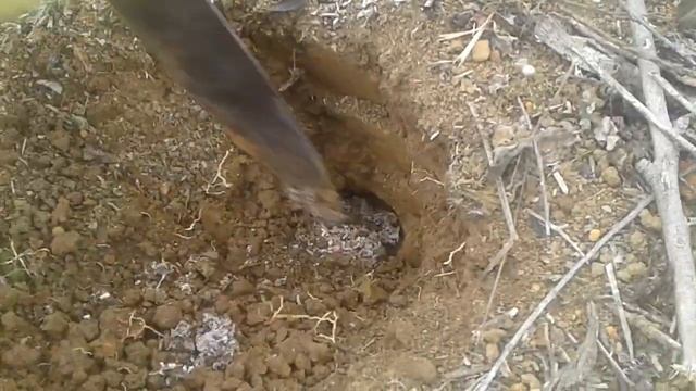 Como sacar una hormiga reina смотреть онлайн