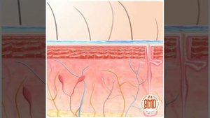 ФРАКЦИОННАЯ МЕЗОТЕРАПИЯ.mp4