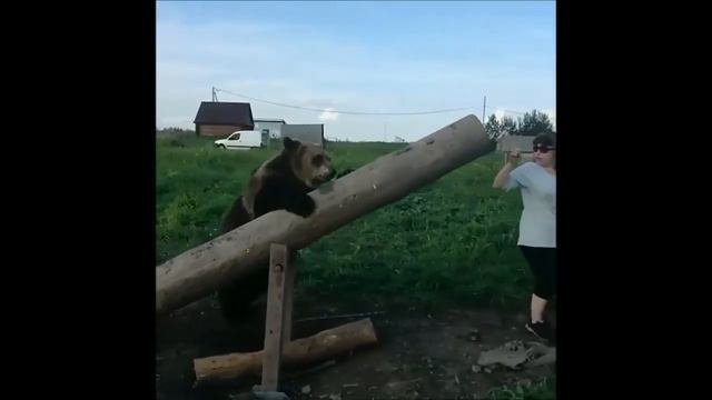 Медвежонок Вася. Bear Vasya (Школа Дом Волка. The School House Of The Wolf)