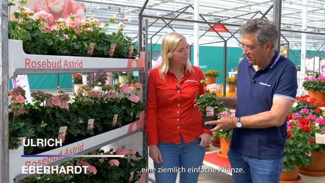 Pelargonium Rosebud Astrid (de) - Syngenta Flowers смотреть онлайн