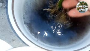 Купили цитрус. Важное в пересадке цитрусов после покупки