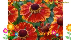 Гелениум осенний Челси. Краткий обзор, описание характеристик helenium autumnale Chelsea