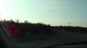 PCP пневматика. Охота на дикую свинью. Cricket