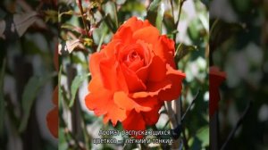 Роза Кордес бриллиант