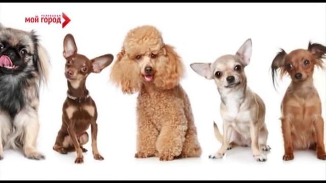 Какое животное подойдет для семьи с ребенком? смотреть онлайн