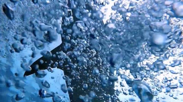 Tiger Sharks (Тигровые Акулы) смотреть онлайн