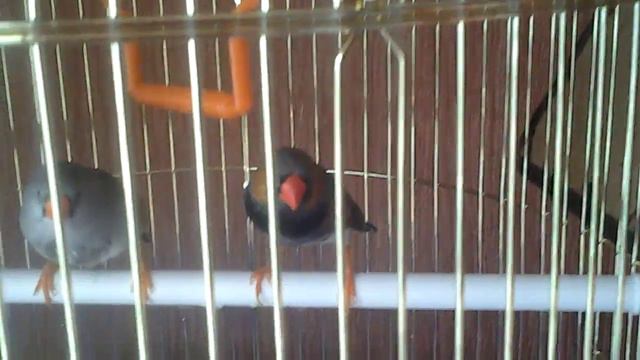 Мои новые друзья (амадины) смотреть онлайн