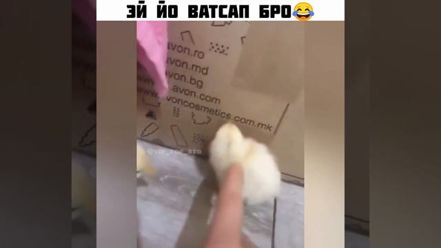 Эй йо ватсап бро