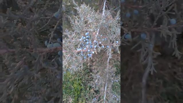 Можевельник цветет смотреть онлайн