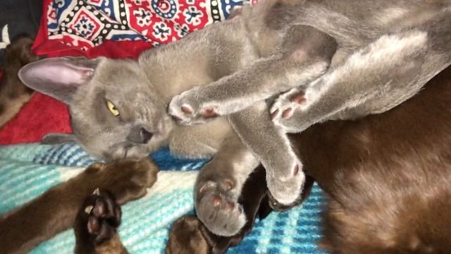 Спящий котёнок (набегался,сон застал на ходу) смотреть онлайн