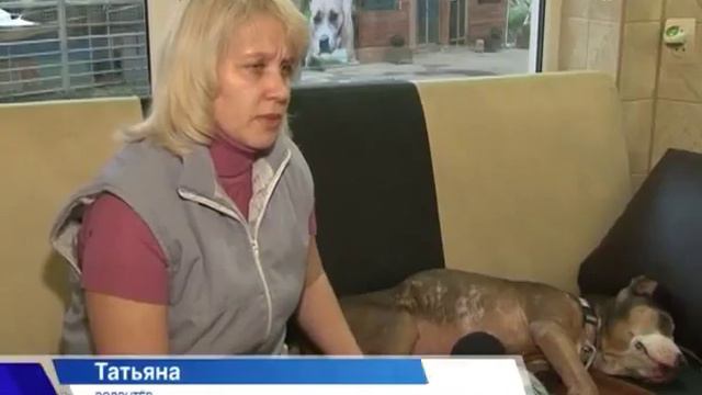 Волонтеры и приюты Химок ищут новых хозяев для бездомных животных смотреть онлайн