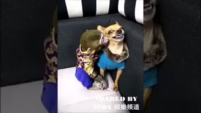 Cachorro com raiva do macaco