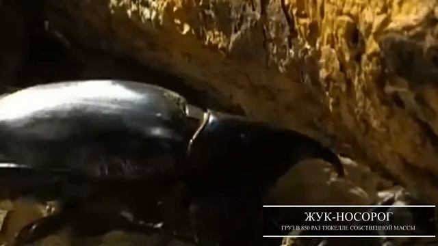 Олимпиада среди животных смотреть онлайн