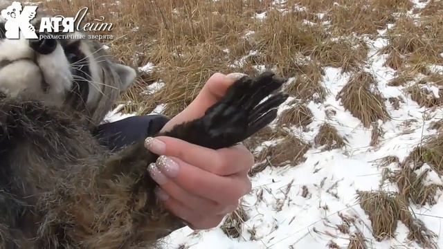 Енот мягкая игрушка смотреть онлайн