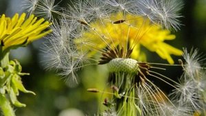 Одуванчик в легендах и рассказах