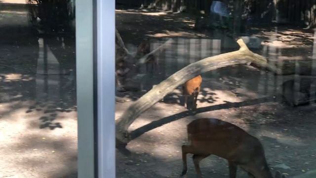 Мунтжак китайський (Muntiacus reevesi) смотреть онлайн