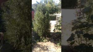 ЖИВАЯ ИЗГОРОДЬ БЫСТРОРАСТУЩАЯ БИРЮЧИНА.