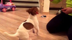 Джек Рассел Терьер 3 месяца