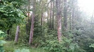 Сколько стоит построить сарай на даче