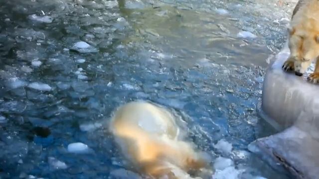 Белые Медведи 4К видео природа White Bears 4K nature video
