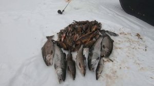 Две рыбалки на Сегозеро, совершенно в разную погоду #Сегозеро #Погода #Форель #Хариус #РыболовныйГи