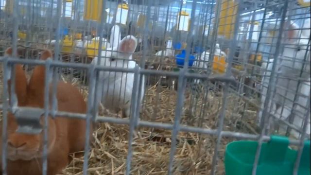 Красные Бургундские кролики из Франции смотреть онлайн