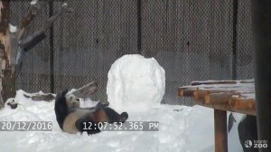 Панда против снеговика