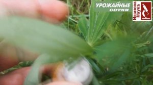 Виноваты СЛИЗНИ и УЛИТКИ? Разбираемся в симптомах повреждений.