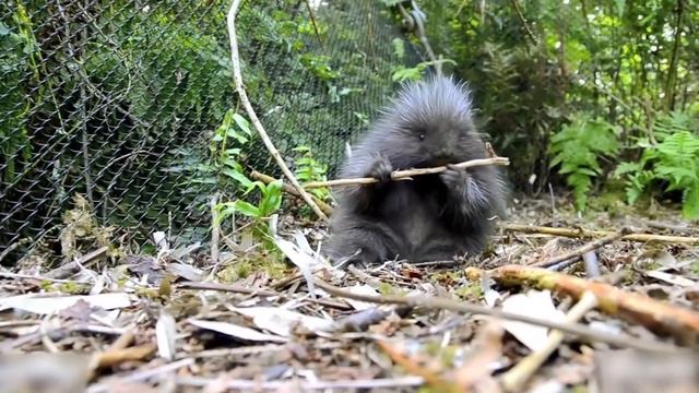 СМЕШНЫЕ ЖИВОТНЫЕ ЯНВАРЬ 2020! 😁 - КОТЫ И СОБАКИ - 😂 РЖАКА! смотреть онлайн