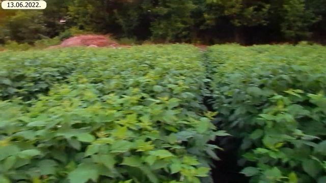 Борьба с бурьяном на моей Клубнике и Малине (11.06.2022). Какие гербециды лучше? смотреть онлайн