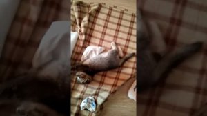 Пытаюсь погладить мягкий животик