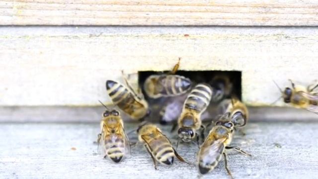 ЧТО ДЕЛАТЬ С СЕМЬЁЙ ОТПУСТИВШЕЙ РОЙ!? смотреть онлайн