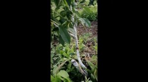 Июнь, прививаем зеленое в зеленое.