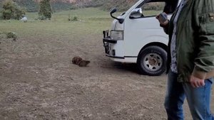 ВРАТА АДА/ОБЕЗЬЯНА С СИНИМИ ЯЙЦАМИ/ХАЙРИКСЫ/ЗЕБРА