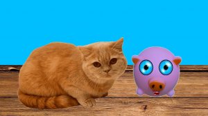 КОТЫ - КОТЫ ПРИШЛИ НА ДЕНЬ РОЖДЕНИЕ МОЕГО ГОВОРЯЩЕГО СВИЛИ!