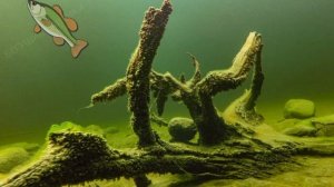 Пресноводные моллюски: жизнь на дне реки | Познавательное видео | Удивительный мир беспозвоночных