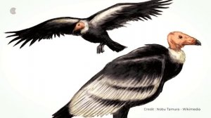 Забытая эра_ Что на самом деле произошло ПОСЛЕ того, как вымерли динозавры